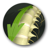 Spinal Decompression